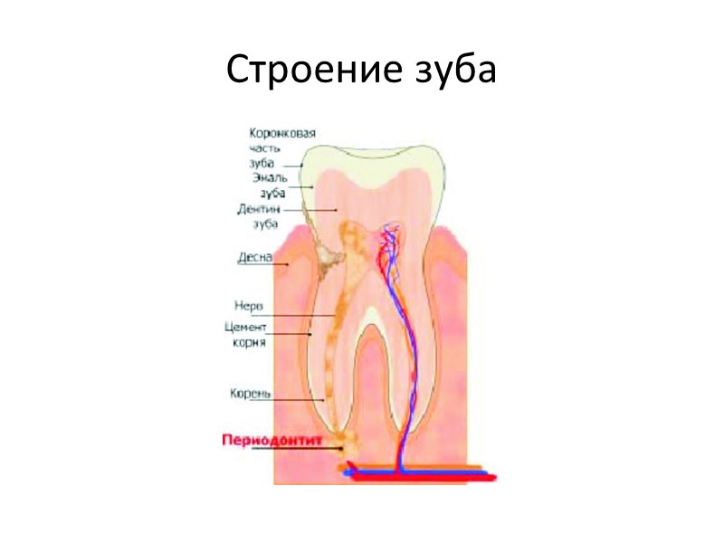 Строение зуба